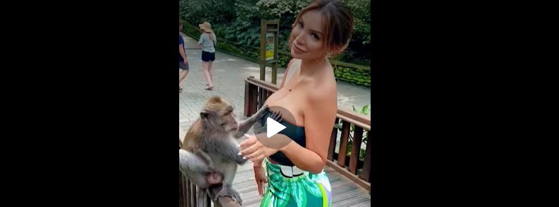 Monos Graciosos _mascotas_amorosas_001